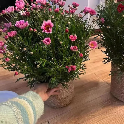 1 pieza para terrazas de jardín, maceta de ratán, cesta de paja, maceta tejida de hierba, decoración de muebles, tamaño mini/pequeño/grande.